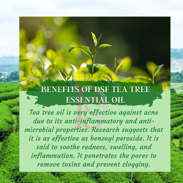 Buy 100% Pure Tea Tree Essential Oil – Aromatherapy, Skin & Hair Care | DSF Kannauj - Image 4